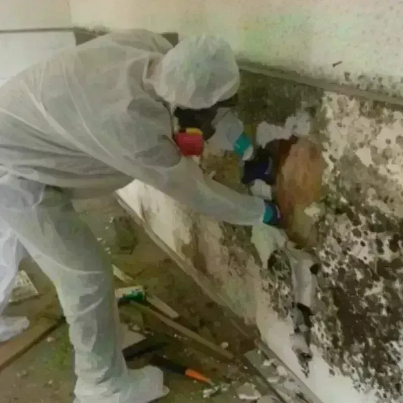 Mold Remediation and Removal in Madison County, NC